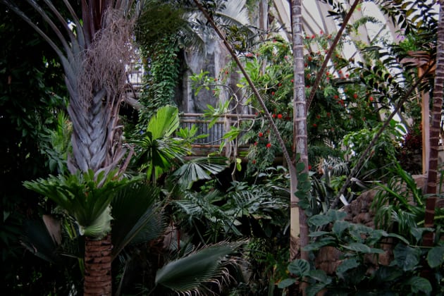 Denver Botanic Gardens Tropical Plants