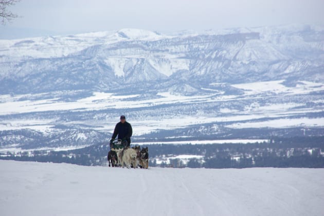 Durango Dog Sledding