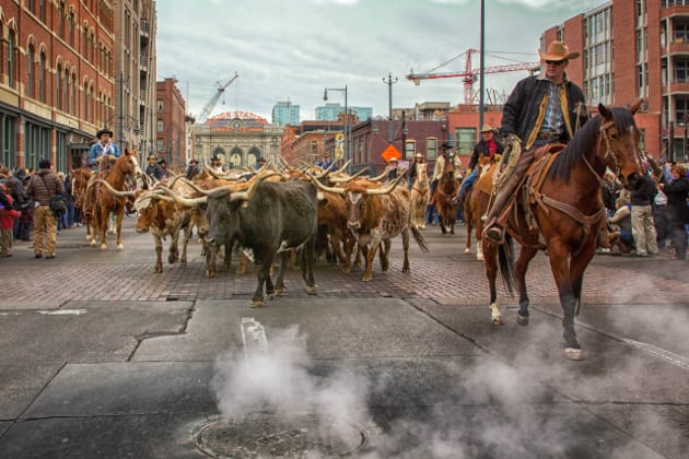 National Western Stock Show Parade