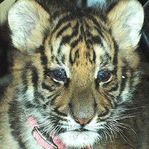 Big Cats Serenity Springs Cub