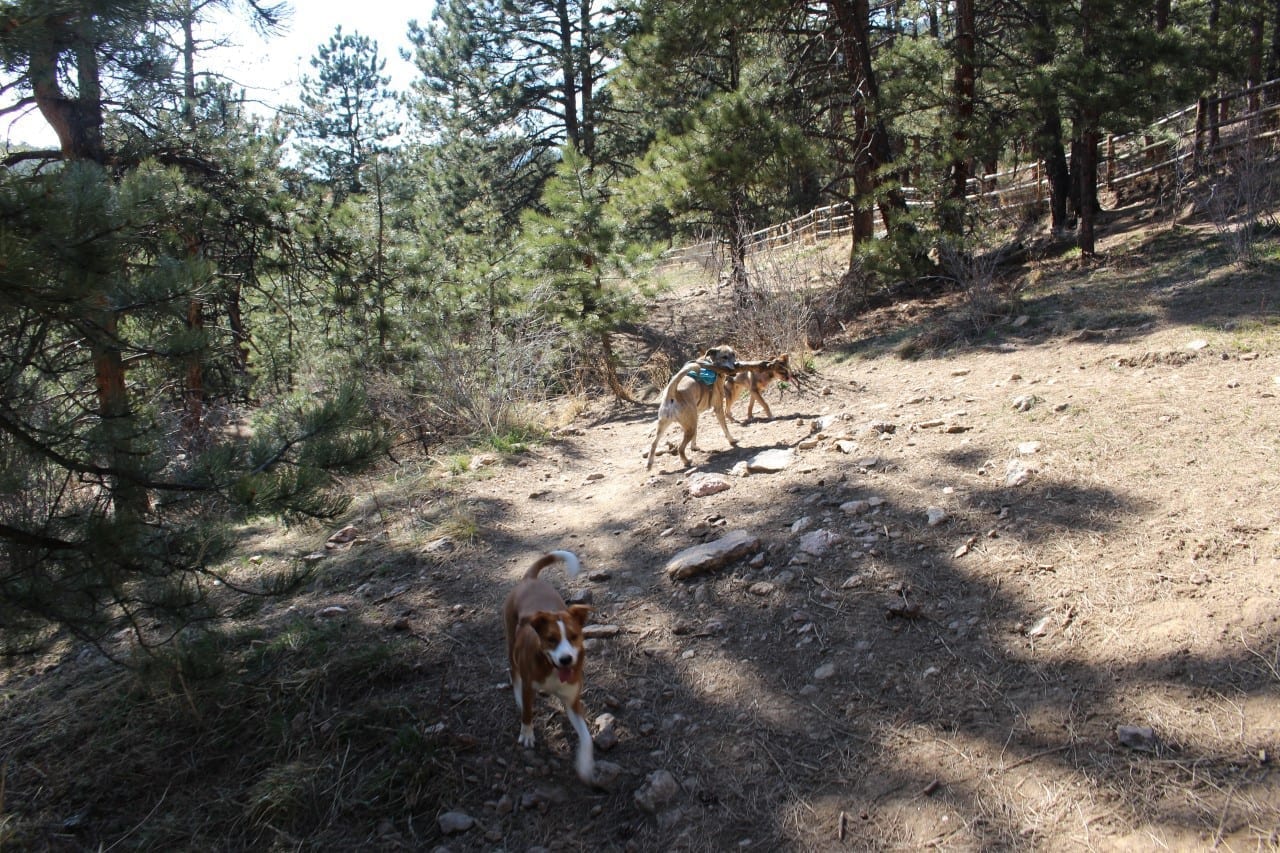 elk meadow park 4 legged at evergreen s park elk meadow leash area evergreen co elk meadow park 4 legged at evergreen s park elk meadow leash area evergreen co
