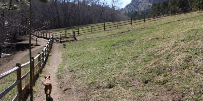 Off Leash Dog Park Evergreen Co Off Leash Dog Park Evergreen Co