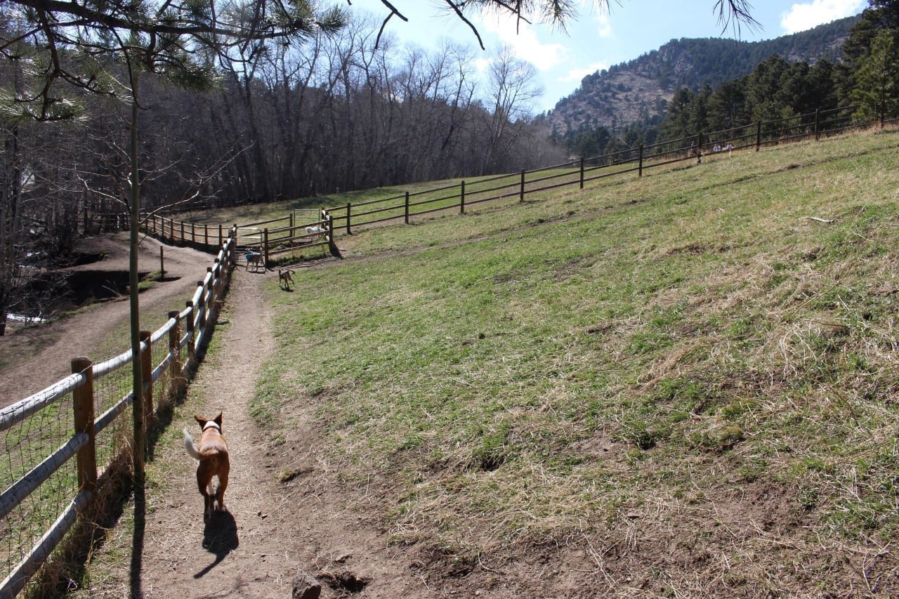elk meadow park 4 legged at evergreen s park elk meadow leash area evergreen co elk meadow park 4 legged at evergreen s park elk meadow leash area evergreen co