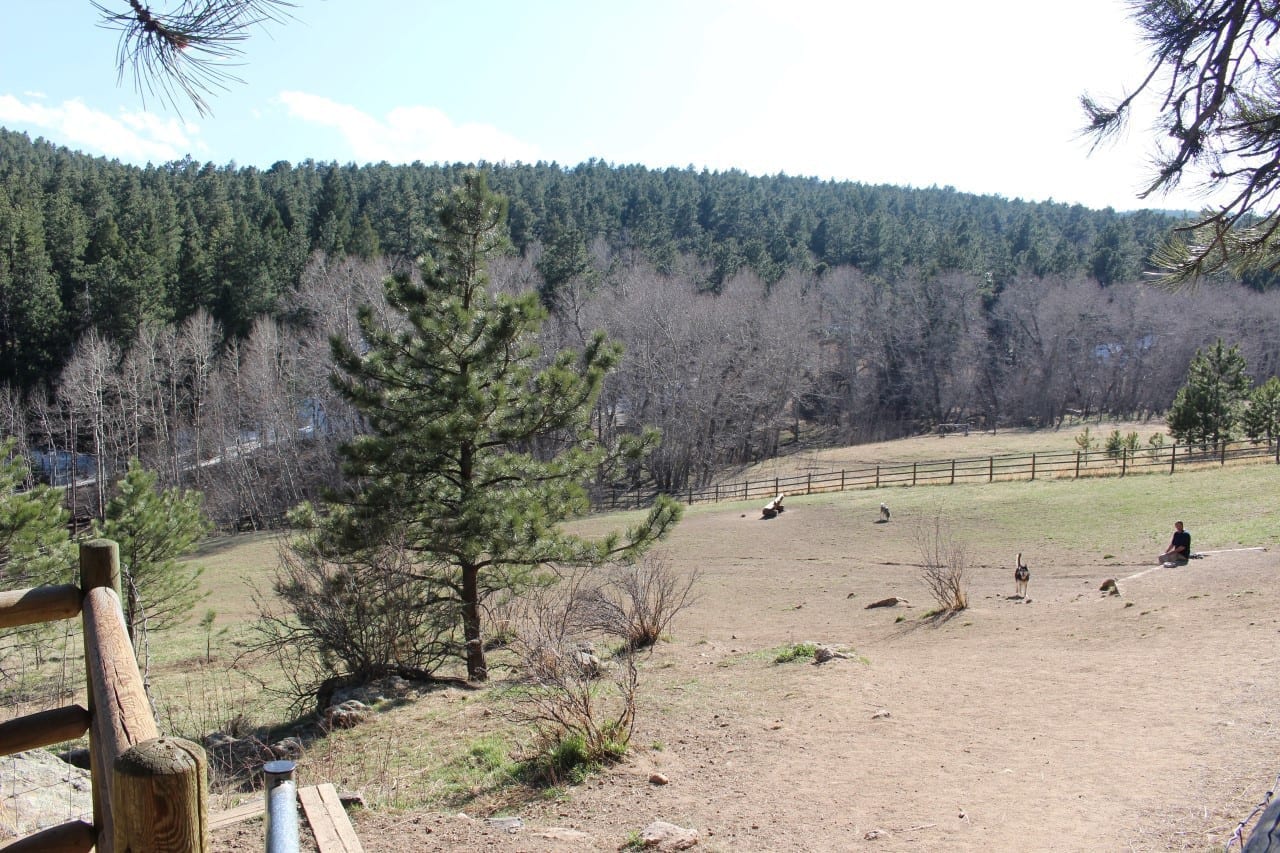 elk meadow park 4 legged at evergreen s park elk meadow leash area evergreen co elk meadow park 4 legged at evergreen s park elk meadow leash area evergreen co