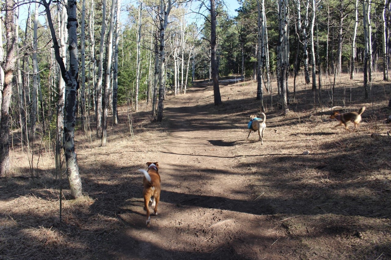 elk meadow park 4 legged at evergreen s park elk meadow leash area evergreen co elk meadow park 4 legged at evergreen s park elk meadow leash area evergreen co