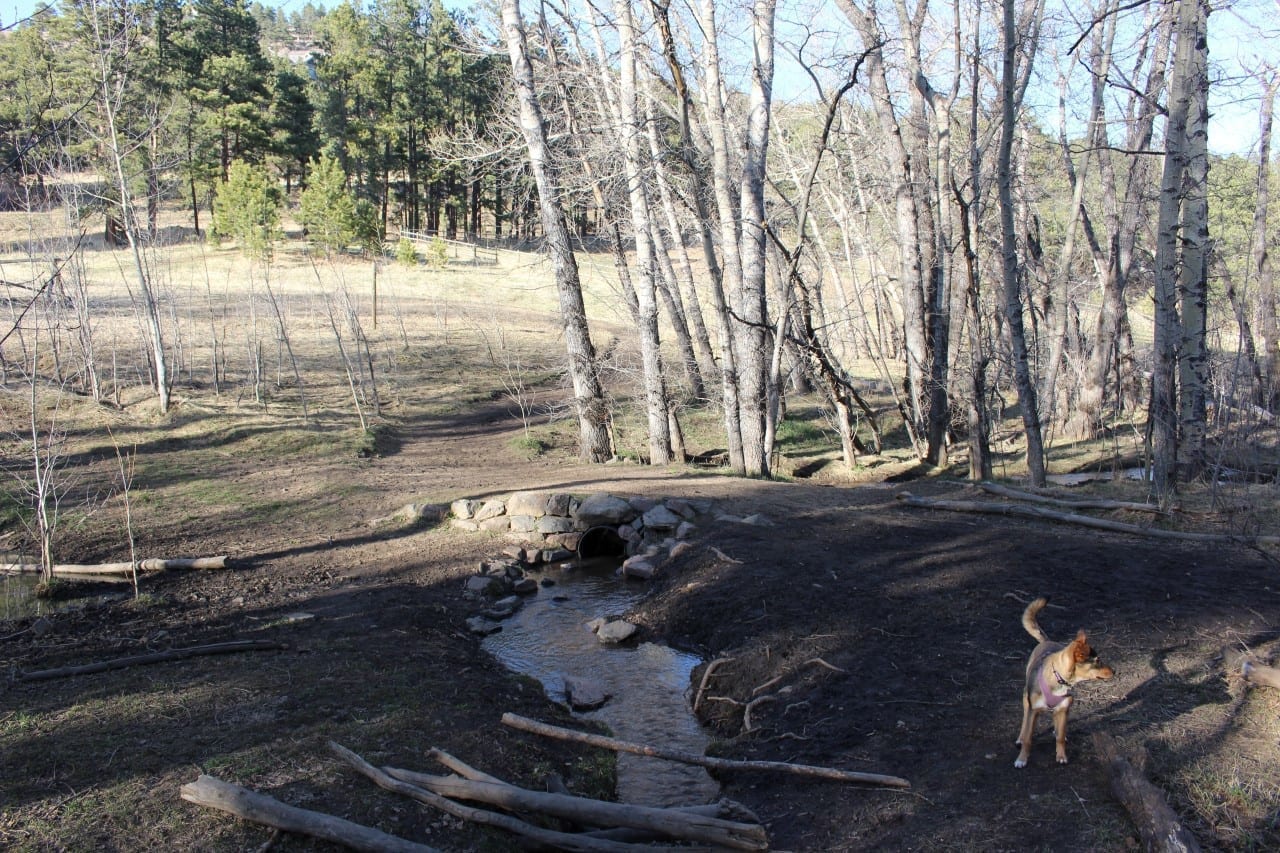 elk meadow park 4 legged at evergreen s park elk meadow leash area evergreen co elk meadow park 4 legged at evergreen s park elk meadow leash area evergreen co
