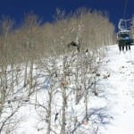 Vail Ski Resort Bra Tree