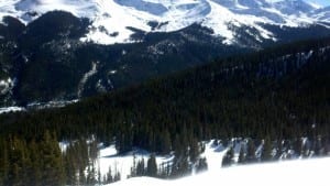 Copper Mountain Ski Resort Trees