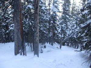 Breckenridge Tree Skiing