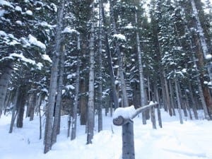 Breckenridge Trees Leos Cabin