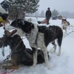 Steamboat Dog Sledding Tours