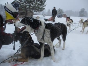 Steamboat Dog Sledding Tours