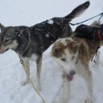 Steamboat Dog Sledding