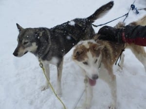 Steamboat Dog Sledding