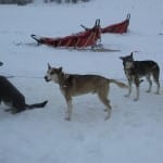 Steamboat Springs Dog Sledding