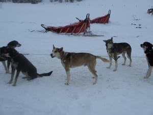 Steamboat Springs Dog Sledding