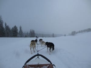 Grizzle T Dog Sledding