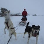 Dog Sledding Steamboat CO