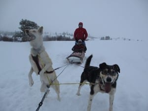 Dog Sledding Steamboat CO