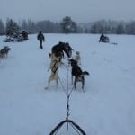 Dog Sledding Grizzle-T