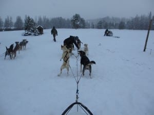 Dog Sledding Grizzle-T