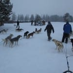 Steamboat Springs Dog Sledding