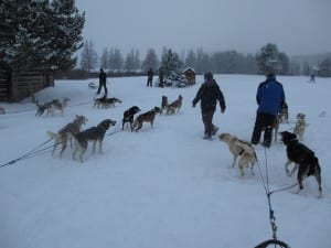 Steamboat Springs Dog Sledding