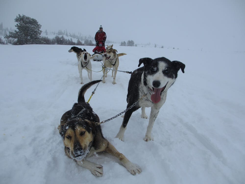 Steamboat Springs Dog Sledding