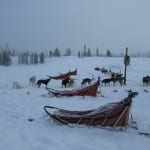 Dog Sledding Clark Colorado