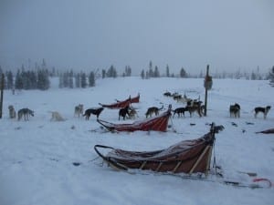 Dog Sledding Clark Colorado