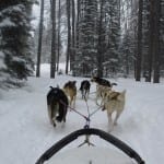 Grizzle T Dog Sledding