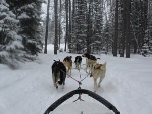 Grizzle T Dog Sledding