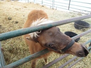 Saddleback Ranch CO Pony