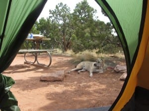 Colorado National Monument Camping