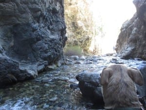 Zepata Falls Creek