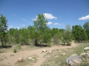 Chatfield State Park Dog