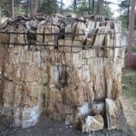 Florissant Fossil Beds