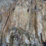 Florissant Fossil Beds