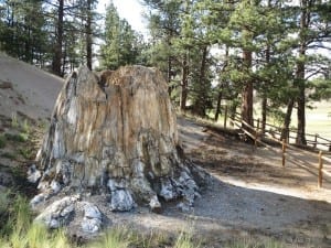 Florissant Fossil Beds Petrified Redwood