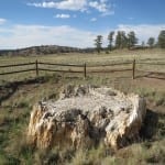 Florissant Fossil Beds Tree