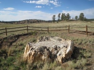 Florissant Fossil Beds Tree