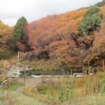 alley View Hot Springs