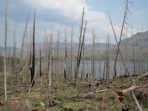 Flat Tops Trappers Lake Dead Trees