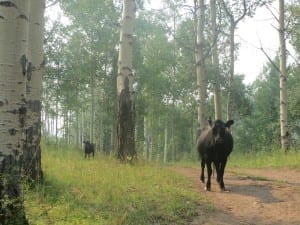 Flat Tops Trail Cows