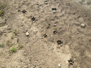 Flat Tops Trail Mountain Lion Tracks