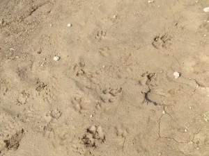 Chapman Lake Mountain Lion Paws