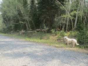 Flat Tops Guardian Dog Sheep Herd