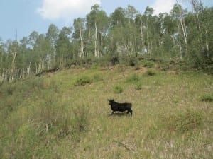 Flat Tops Trail Cow