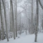 Steamboat Ski Resort Tree Skiing