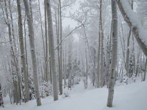 Steamboat Ski Resort Tree Skiing